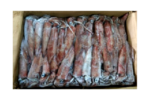 魷魚