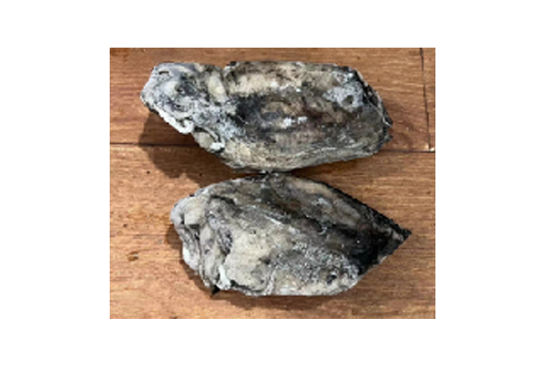小墨魚