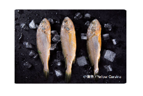 小黃魚
