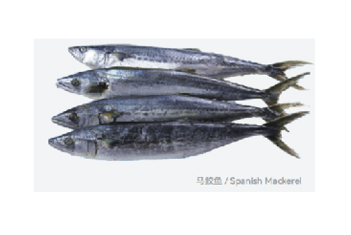 馬鮫魚