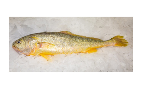 大陳黃魚